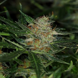 Dream Sherbet Automat (Kannabia) feminizowane