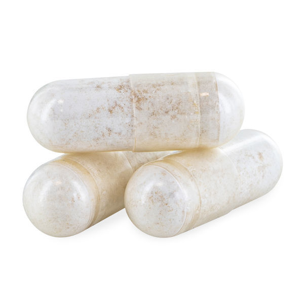 Tarczyca (Scutellaria)