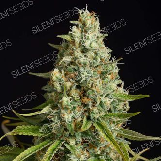 Amnesia Lemon (Silent Seeds) feminizowane
