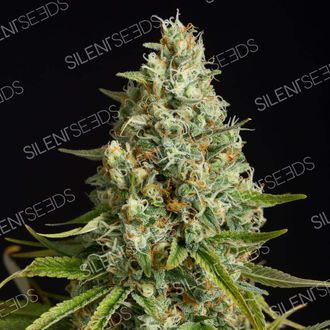 Amnesia Lemon (Silent Seeds) feminizowane