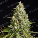 Amnesia Lemon (Silent Seeds) feminizowane