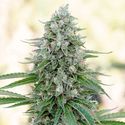 Critical Mango (Silent Seeds) nasiona marihuany feminizowane