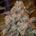 Gorilla Frost (Silent Seeds) feminizowane