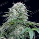 Starfire OG (Silent Seeds) feminizowane