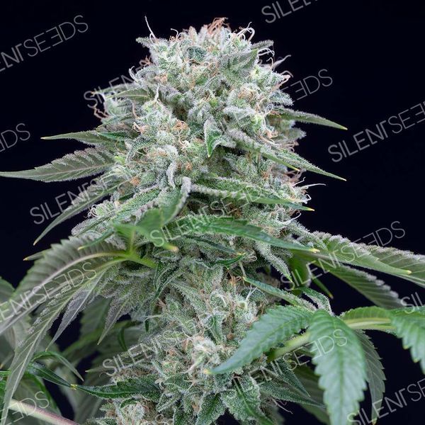 Starfire OG (Silent Seeds) feminizowane