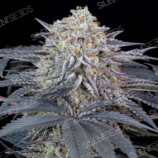 Watermelon Runtz (Silent Seeds) feminizowane