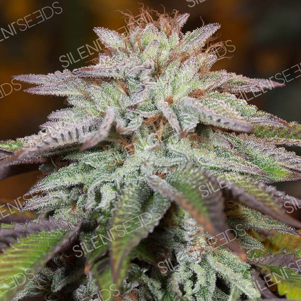 LA Vanilla Cake Automat (Silent Seeds) feminizowane