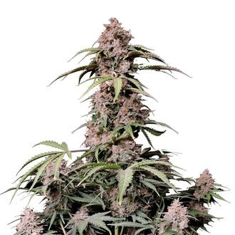 Amnesia Zkittlez Automat (FastBuds) feminizowane