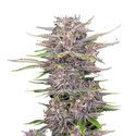 Banana Purple Punch Automat (FastBuds) feminizowane