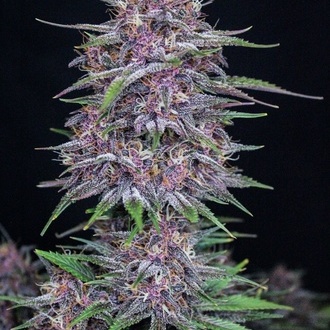 Banana Purple Punch Automat (FastBuds) feminizowane