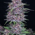 Banana Purple Punch Automat (FastBuds) feminizowane