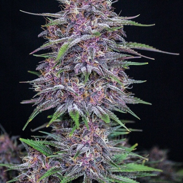 Banana Purple Punch Automat (FastBuds) feminizowane