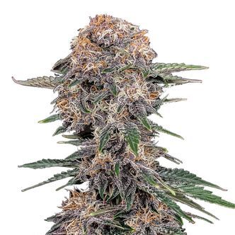 Cherry Cola Automat (FastBuds) feminizowane