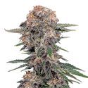 Cherry Cola Automat (FastBuds) feminizowane