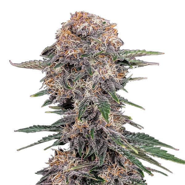 Cherry Cola Automat (FastBuds) feminizowane