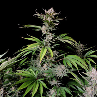 Cherry Cola Automat (FastBuds) feminizowane