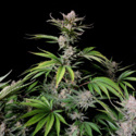 Cherry Cola Automat (FastBuds) feminizowane