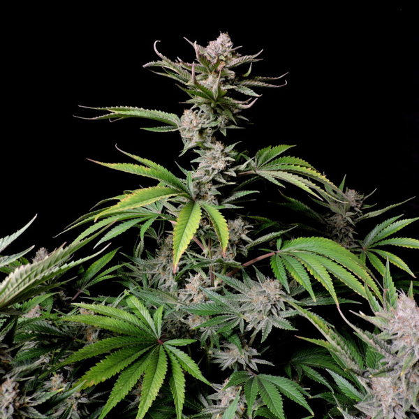 Cherry Cola Automat (FastBuds) feminizowane