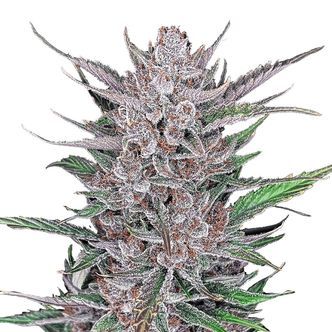 Gorilla Punch Automat (FastBuds) feminizowane