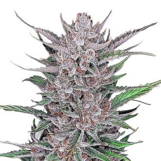 Gorilla Punch Automat (FastBuds) feminizowane