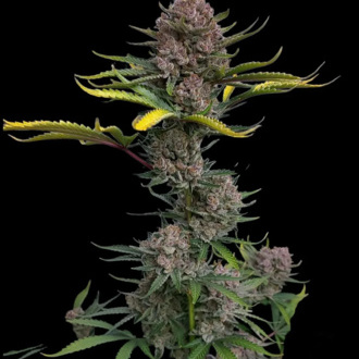 Gorilla Punch Automat (FastBuds) feminizowane
