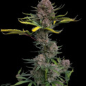 Gorilla Punch Automat (FastBuds) feminizowane