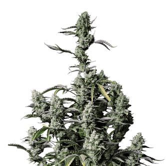 Gorilla Zkittlez Automat (FastBuds) feminizowane