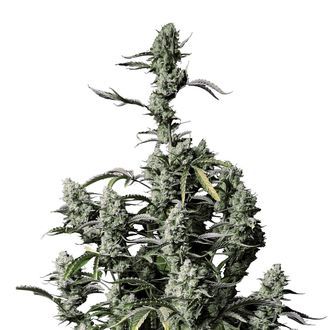 Gorilla Zkittlez Automat (FastBuds) feminizowane