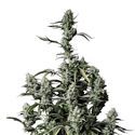 Gorilla Zkittlez Automat (FastBuds) feminizowane