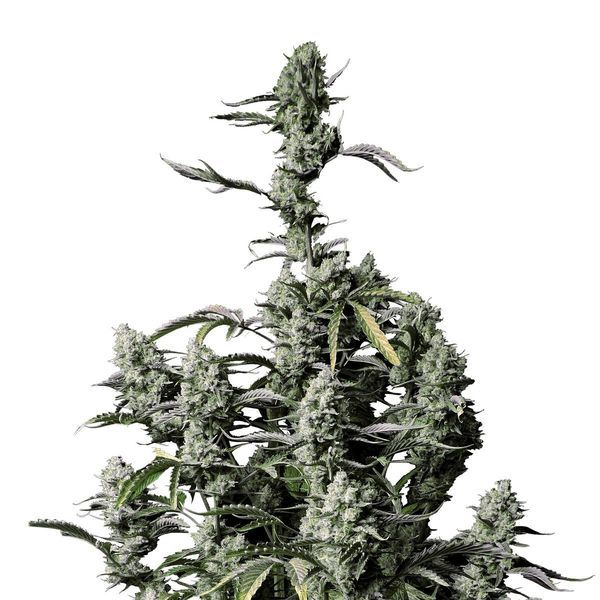 Gorilla Zkittlez Automat (FastBuds) feminizowane