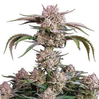 Strawberry Gorilla Automat (FastBuds) feminizowane