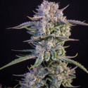 Strawberry Gorilla Automat (FastBuds) feminizowane