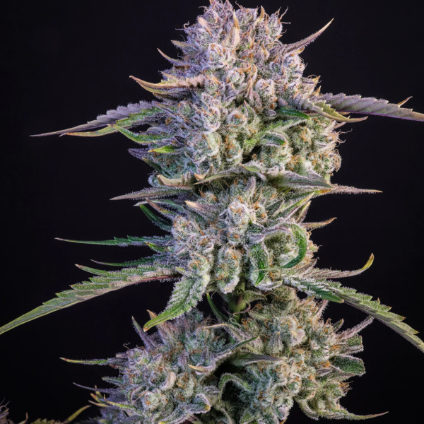 Strawberry Gorilla Automat (FastBuds) feminizowane