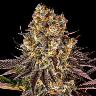 Gelato 45 (Barney's Farm) feminizowane