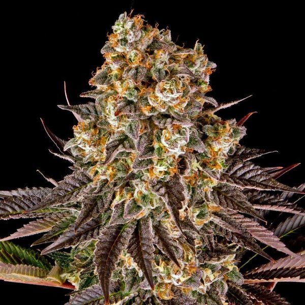 Gelato 45 (Barney's Farm) feminizowane