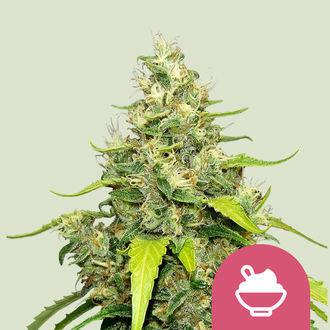Blue Gelato (Royal Queen Seeds) feminizowane