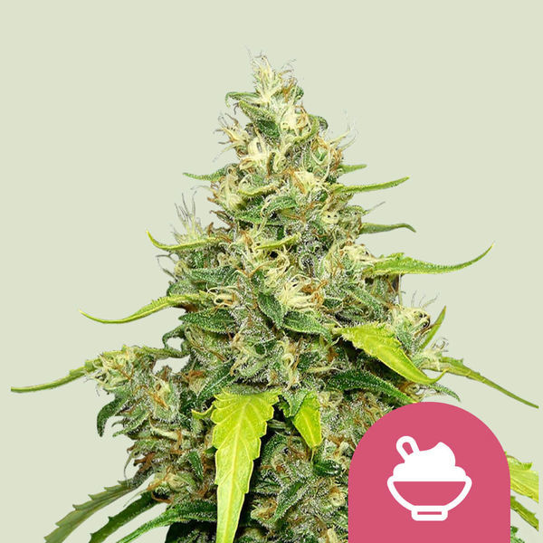 Blue Gelato (Royal Queen Seeds) feminizowane