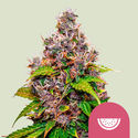 Watermelon (Royal Queen Seeds) feminizowane
