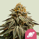 Royal Skywalker (Royal Queen Seeds) nasiona marihuany feminizowane