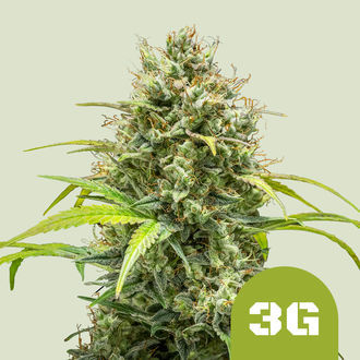 Triple G Automat (Royal Queen Seeds) Nasiona feminizowane