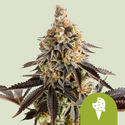 Cookies Gelato Automat (Royal Queen Seeds) Nasiona feminizowane