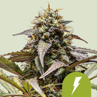 North Thunderfuck Automat (Royal Queen Seeds) Nasiona feminizowane