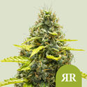 Royal Runtz Automat (Royal Queen Seeds) feminizowane
