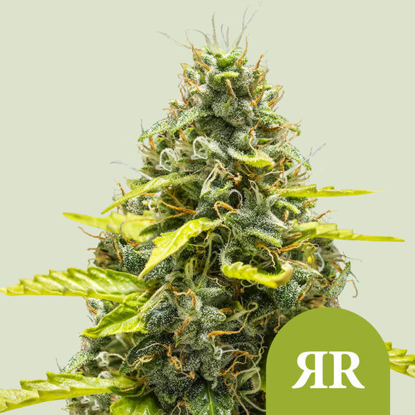 Royal Runtz Automat (Royal Queen Seeds) feminizowane