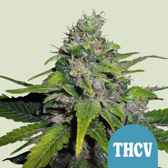 Royal THCV (Royal Queen Seeds) feminizowane