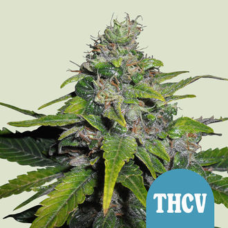 Royal THCV (Royal Queen Seeds) feminizowane