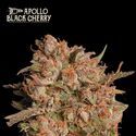 Apollo Black Cherry Automat (Seedstockers) feminizowane