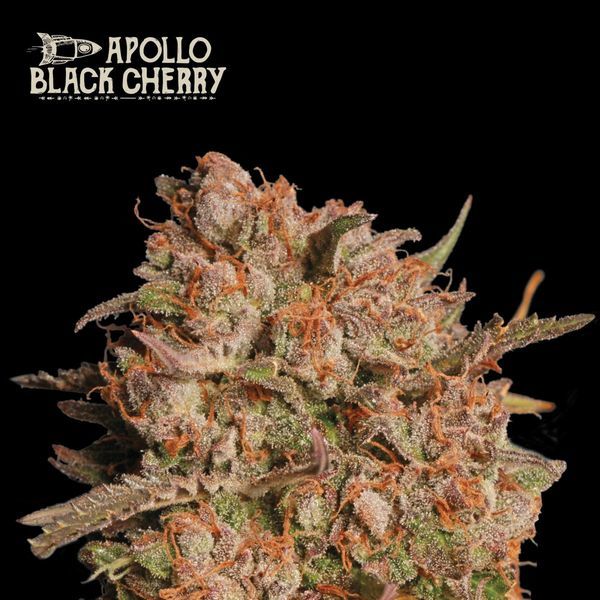 Apollo Black Cherry Automat (Seedstockers) feminizowane