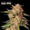 Blue Moby Automat (Seedstockers)