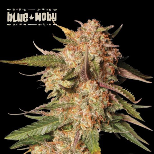 Blue Moby Automat (Seedstockers)